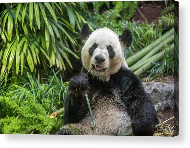 Panda Acrylic Print featuring the photograph Thinking Panda by Bill Cubitt
