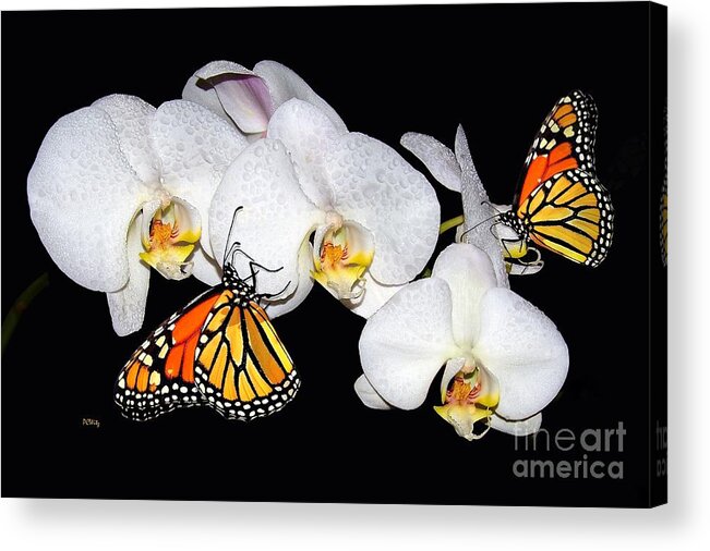  Acrylic Print featuring the photograph Thirsty Butterflies by Patrick Witz