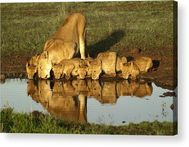 Lion Acrylic Print featuring the photograph Thirsty Lions by Michele Burgess