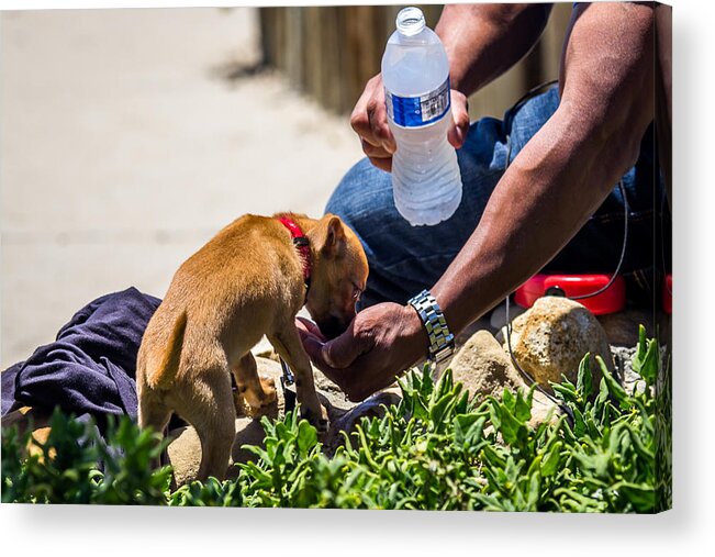 Dog Acrylic Print featuring the photograph Thirsty Puppy by Shawn Jeffries