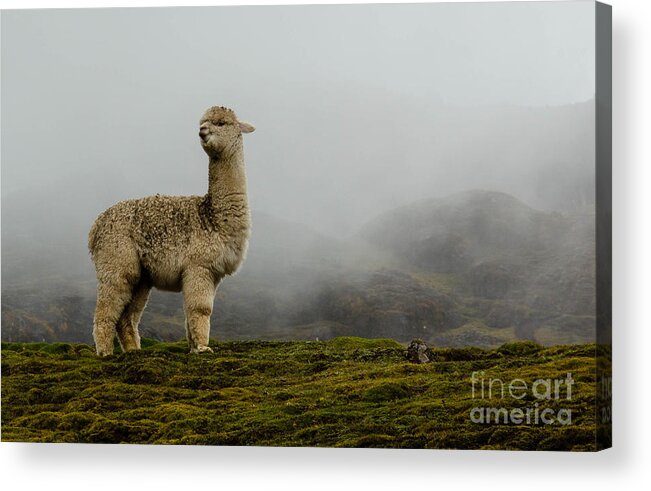 Alpaca Acrylic Print featuring the photograph This is my Good Side by Amy Sorvillo