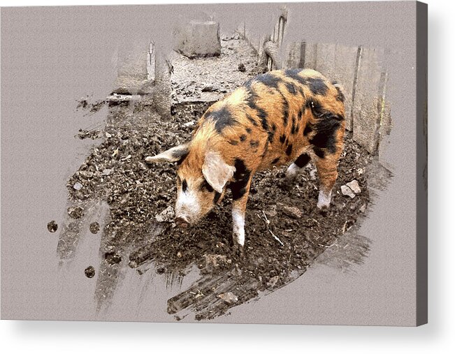 Pig Acrylic Print featuring the photograph This Little Piggy by Mindy Newman