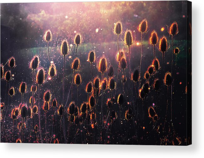 Thistles Acrylic Print featuring the photograph Thistles by Mikel Martinez de Osaba