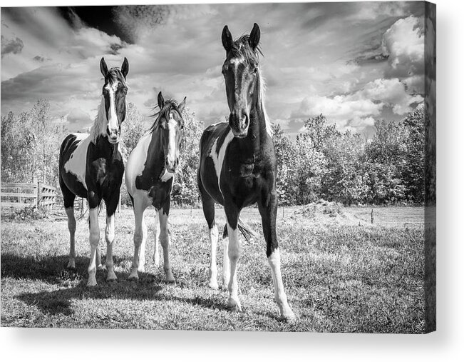 Horses Acrylic Print featuring the photograph Three Amigos by Holly Ross