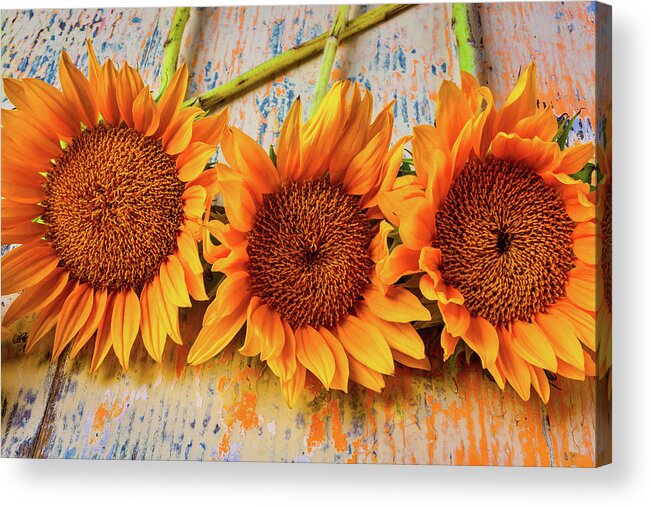 Mood Acrylic Print featuring the photograph Three Graphic Sunflowers by Garry Gay