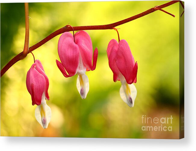 Flower Acrylic Print featuring the photograph Three Hearts by Steve Augustin