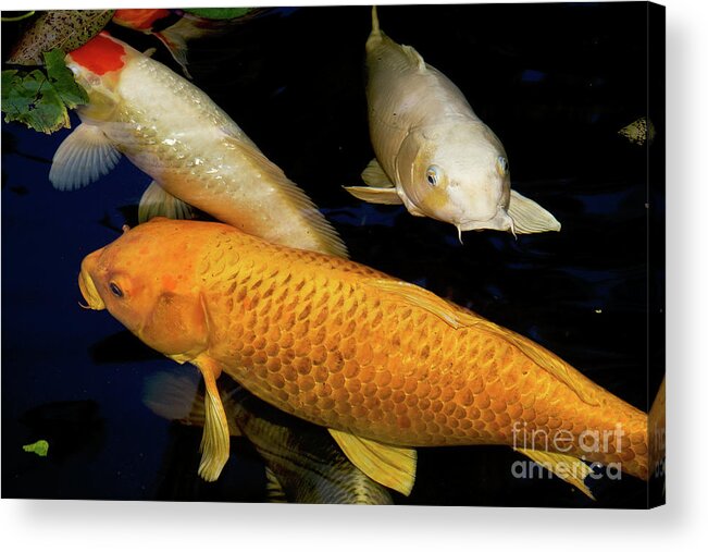 Koi Acrylic Print featuring the photograph Three Large Koi by Sherry Curry