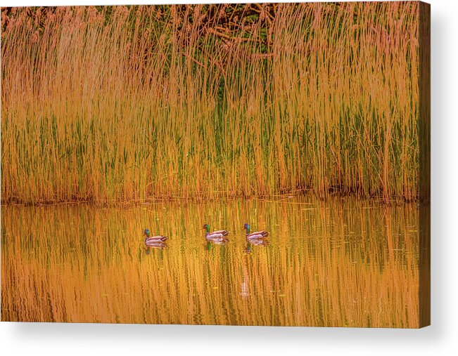 Musketeer Acrylic Print featuring the photograph Three Musketeers 1 by Leif Sohlman