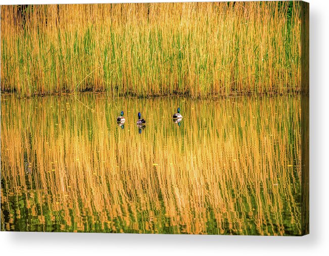 Musketeer Acrylic Print featuring the photograph Three Musketeers by Leif Sohlman