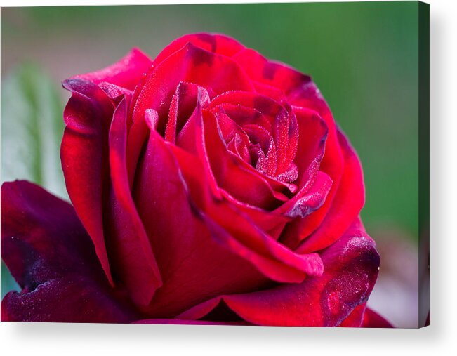 Green Acrylic Print featuring the photograph Three Quarter View Happy Red Rose by Dina Calvarese