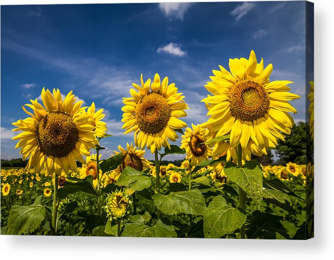 Blue Sky Acrylic Print featuring the photograph Three Suns by Ron Pate