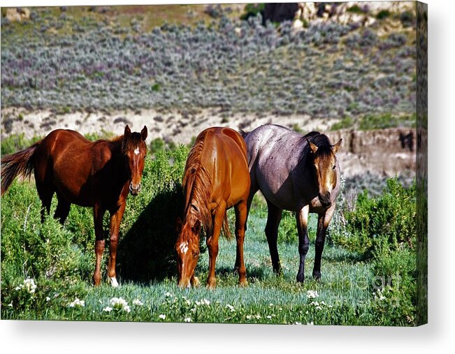 Horses Acrylic Print featuring the photograph Three Together by Merle Grenz