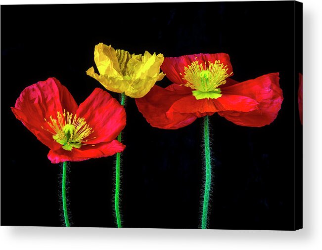 Color Acrylic Print featuring the photograph Three Wonderful Iceland Poppies by Garry Gay