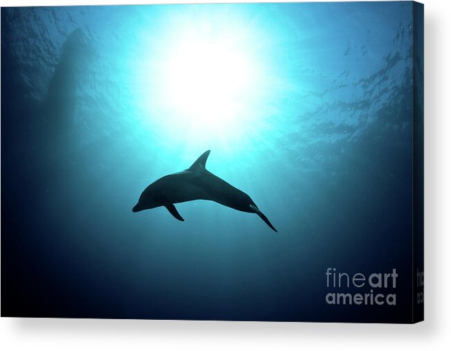 Dolphin Acrylic Print featuring the photograph three year old Dolphin by Hagai Nativ