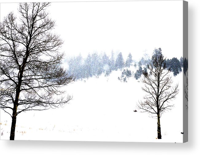 Landscape Acrylic Print featuring the photograph Through the Falling snow by Jacqui Binford-Bell