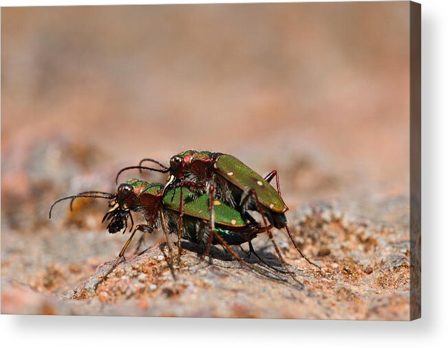 Tiger Acrylic Print featuring the photograph Tiger Beetle by Richard Patmore