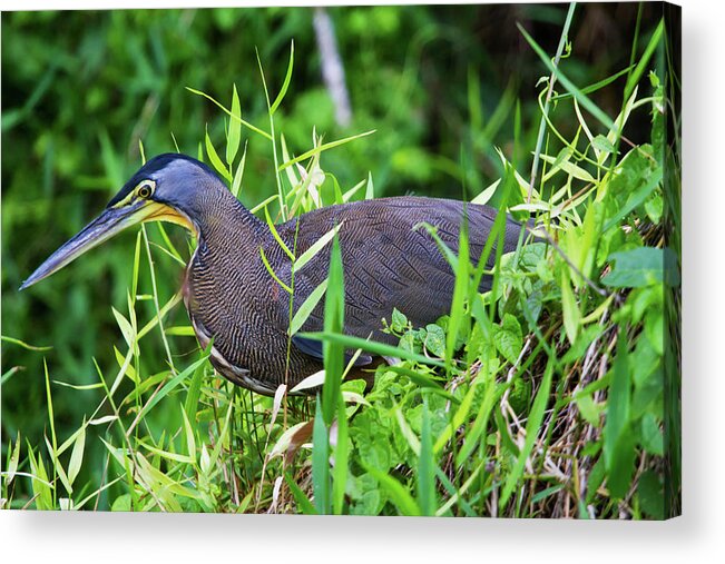 Nature Acrylic Print featuring the photograph Tiger Heron 2 by Arthur Dodd