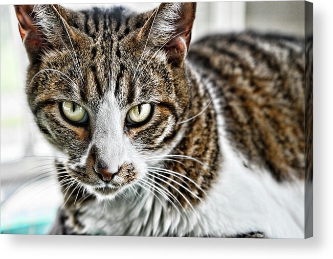 Cat Acrylic Print featuring the photograph Tiger Inside by Sharon Popek