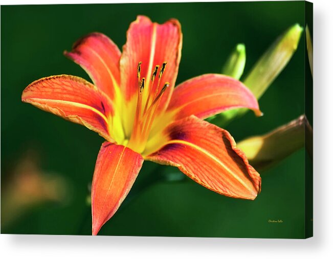 Lily Acrylic Print featuring the photograph Tiger Lily by Christina Rollo