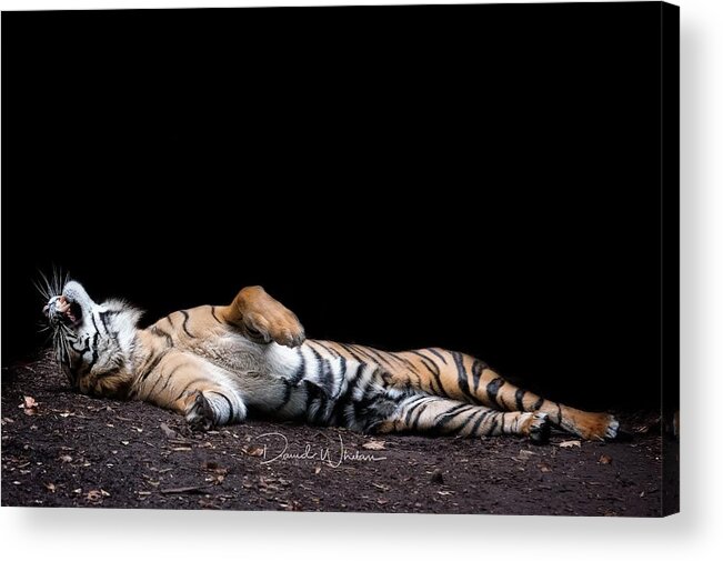 Tiger Acrylic Print featuring the digital art Tiger by Maye Loeser