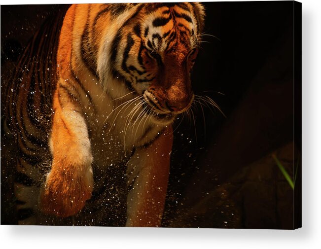 Tiger Acrylic Print featuring the photograph Tiger playing in the water by Flees Photos