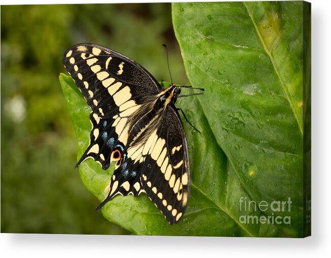 Butterfly Acrylic Print featuring the photograph Anise Swallowtail Butterfly by Ana V Ramirez
