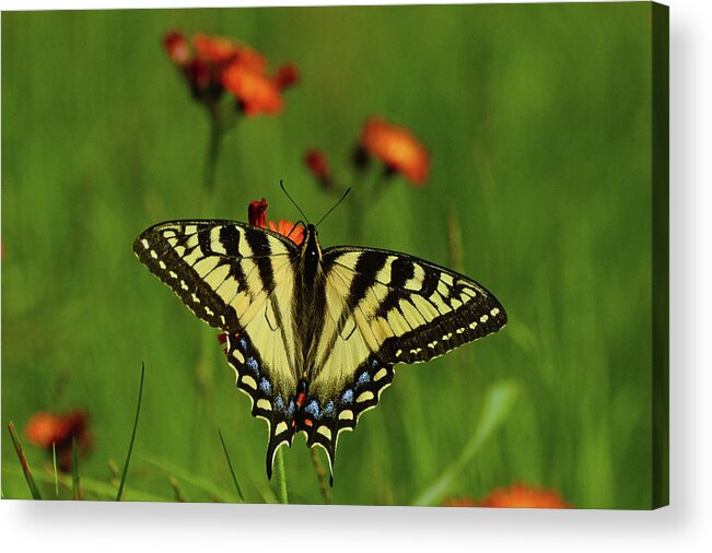 Tiger Acrylic Print featuring the photograph Tiger Swallowtail Butterfly by Nancy Landry