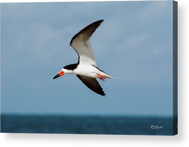 Florida Acrylic Print featuring the photograph Tiger Tail Big Marco Pass - Black Skimmer in Flight by Ronald Reid