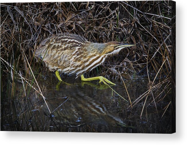 Bird Acrylic Print featuring the photograph Tip Toeing Through the Grass by John Christopher