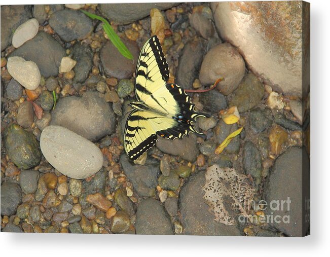 Butterfly Acrylic Print featuring the photograph Time for a Rest by Allen Nice-Webb