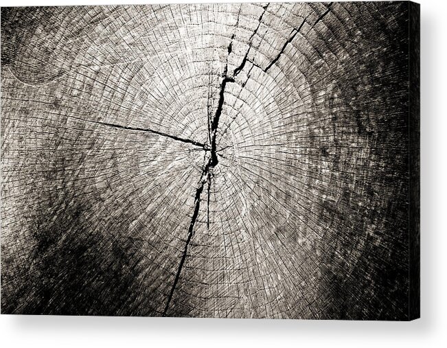 Tree Acrylic Print featuring the photograph Time Passage by Colleen Kammerer