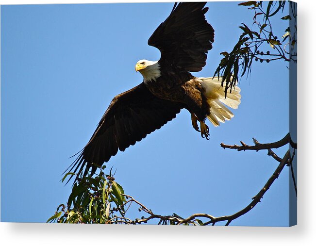 Birds Acrylic Print featuring the photograph Time To Go by Diana Hatcher