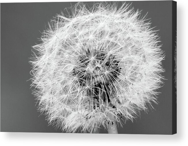 Nature Acrylic Print featuring the photograph Time by Wendy Cooper