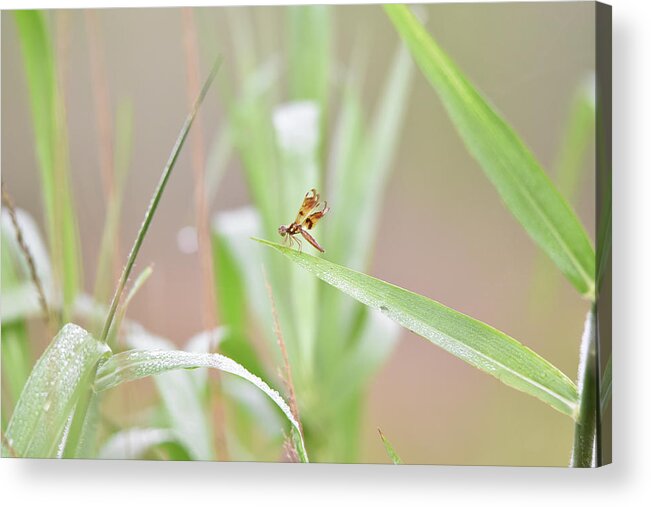 Dragonfly Acrylic Print featuring the photograph Tiny Dragonfly on Grass with a Pinkish Background by Artful Imagery