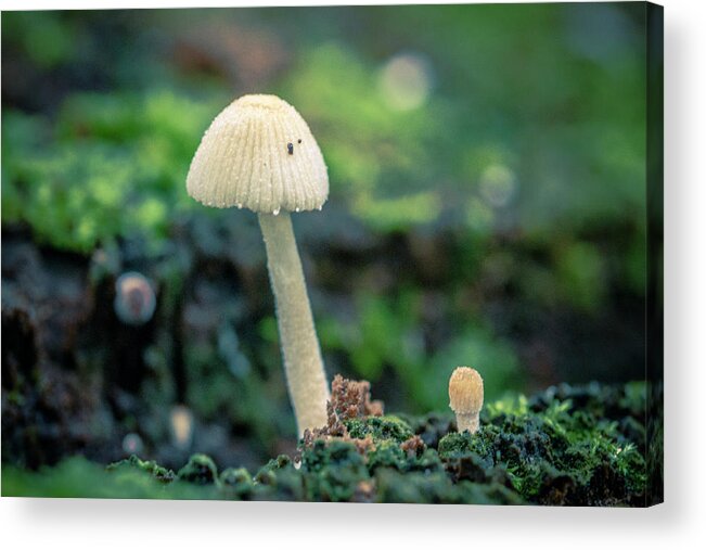 Colombia Acrylic Print featuring the photograph Tiny Mushroom Jardin Botanico del Quindio Colombia by Adam Rainoff