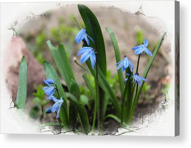 Blue Bells Acrylic Print featuring the photograph Tiny Spring by Yumi Johnson