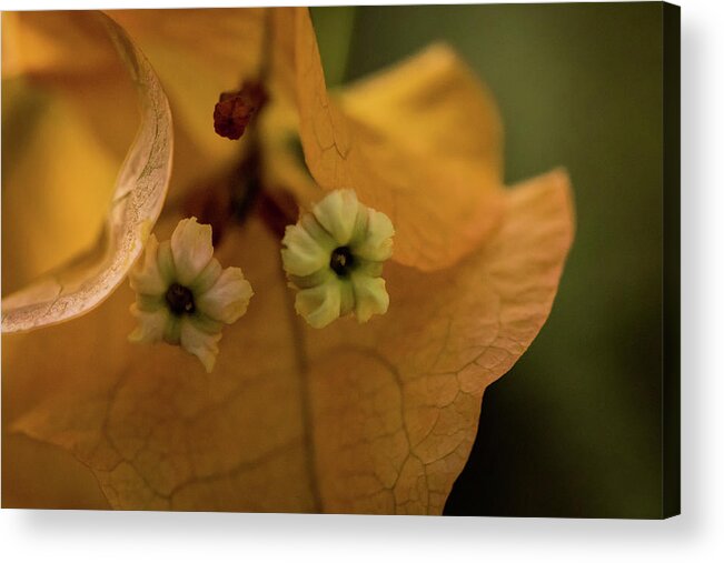 Jay Stockhaus Acrylic Print featuring the photograph Tiny Tree Flowers by Jay Stockhaus