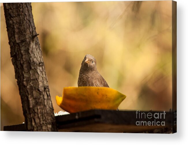 A Bird At Wilpattu National Park Acrylic Print featuring the photograph To eat or not to eat by Venura Herath