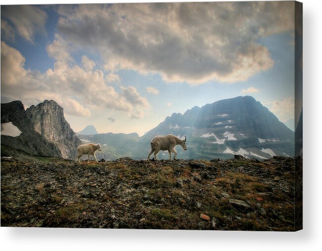 Glacier National Park Acrylic Print featuring the photograph To Lead and Follow by Ryan Smith