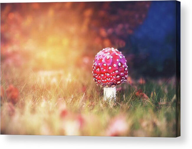 Toadstool Acrylic Print featuring the photograph Toadstool Story by Jaroslav Buna