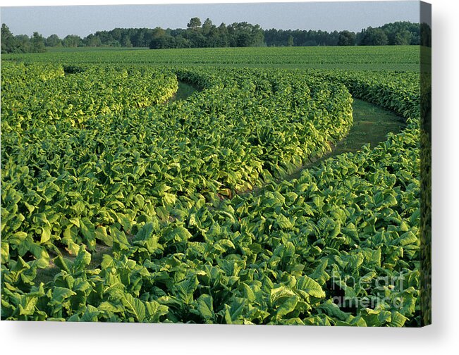 Tobacco Acrylic Print featuring the photograph Tobacco Field by Inga Spence