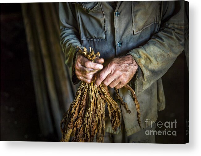 Cuba Fotos Acrylic Print featuring the photograph Tobacco leaves love by Jose Rey