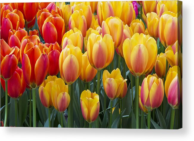 Beauty Acrylic Print featuring the photograph Together We Stand by Eggers Photography