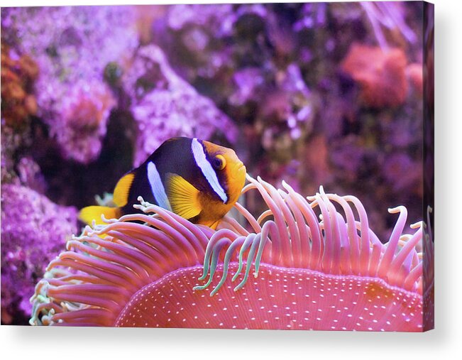 Clown Anemonefish Acrylic Print featuring the photograph Togetherness by Diane Macdonald