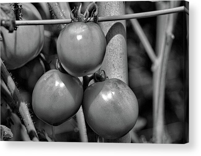 Tomatoes Acrylic Print featuring the photograph Tomatoes on the Vine BW by Selena Lorraine