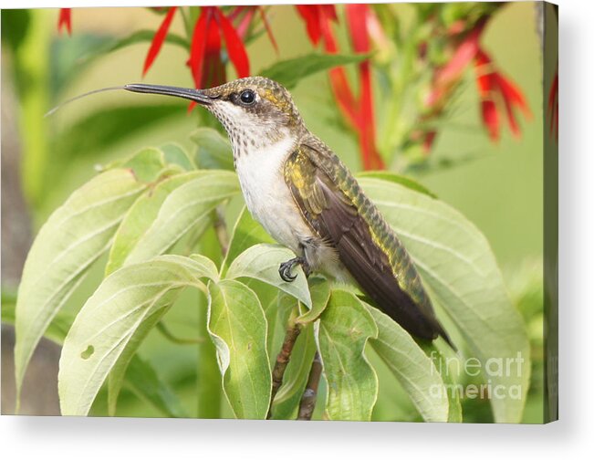 Hummingbird Acrylic Print featuring the photograph Tongue n Beak Hummingbird by Robert E Alter Reflections of Infinity