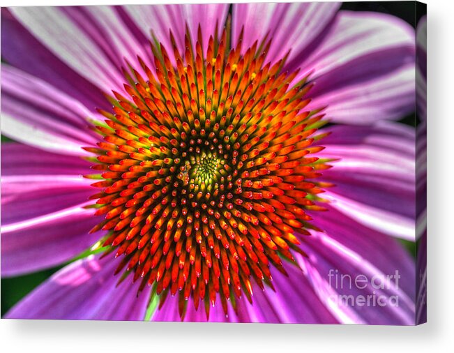 Pink Coneflower Acrylic Print featuring the photograph Top Of The Coneflower by Michael Eingle