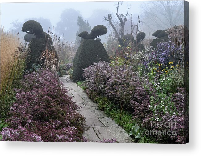 Topiary Acrylic Print featuring the photograph Topiary Peacocks in the Autumn Mist, Great Dixter by Perry Rodriguez