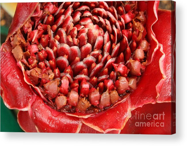 Torch Ginger Acrylic Print featuring the photograph Torch Ginger 1 by Jennifer Bright Burr