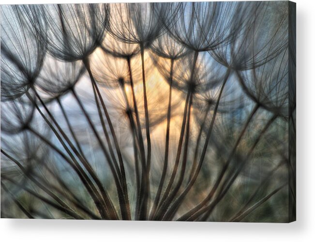 Dandelions Acrylic Print featuring the photograph Touch of Light by Iris Greenwell
